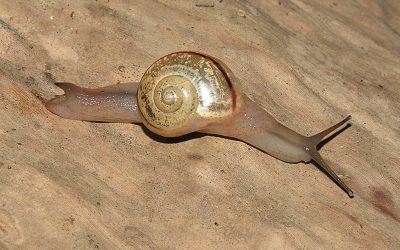 Eight new species of tail-wagger snails described from eastern South Africa