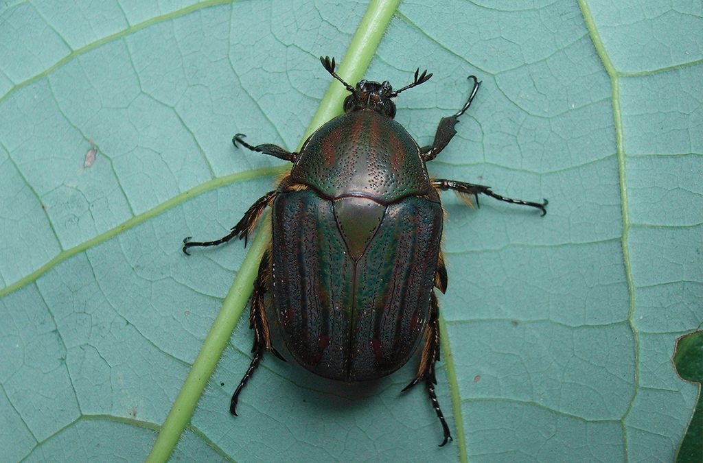 A new species of fruit chafer from iSimangaliso Wetland Park