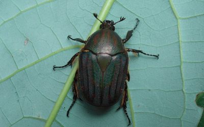 A new species of fruit chafer from iSimangaliso Wetland Park