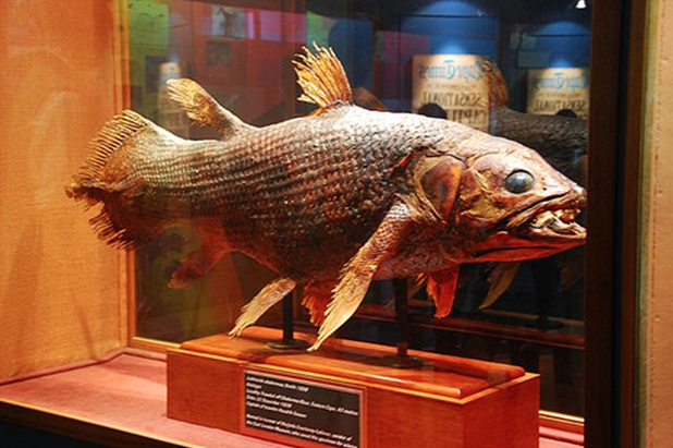 The coelacanth, thought to have gone extinct about 65 million years ago