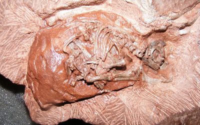 Eggs and embryos of the dinosaur Massospondylus