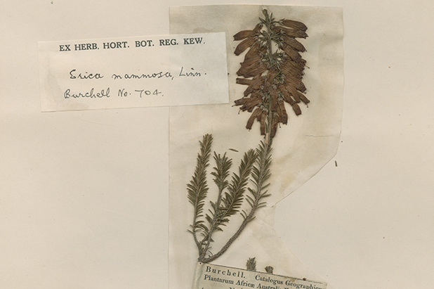 Oldest specimen in the National Herbarium