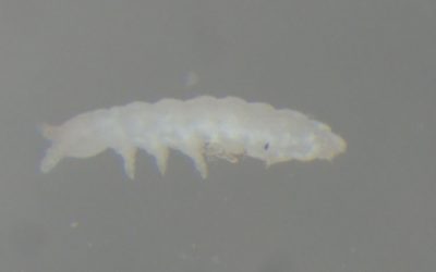 Two new springtails described from the Western Cape