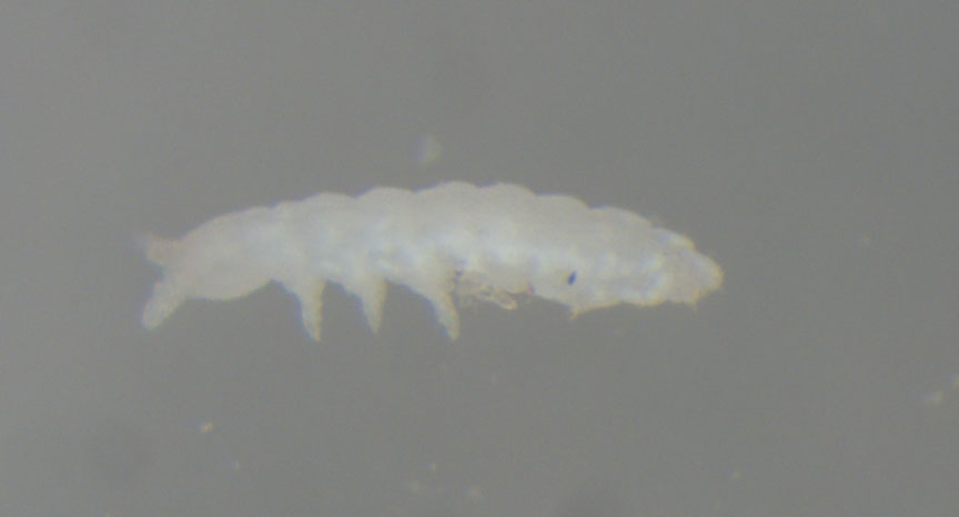 Two new springtails described from the Western Cape