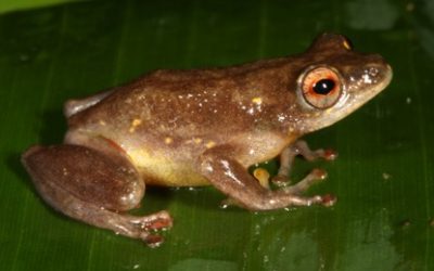 New reed frog species discovered from north-eastern Mozambique