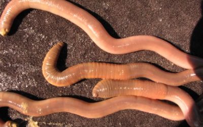 Four new earthworm species described