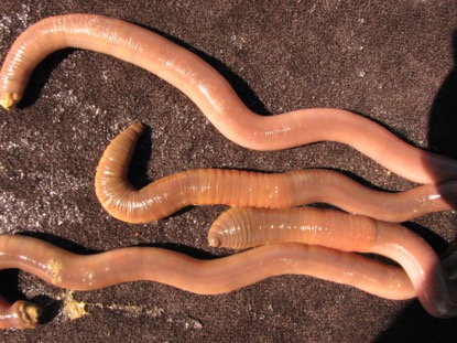 Four new earthworm species described