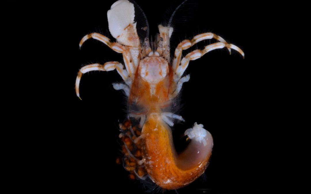 A new Species of the Hermit Crab from the KwaZulu-Natal coast, South Africa