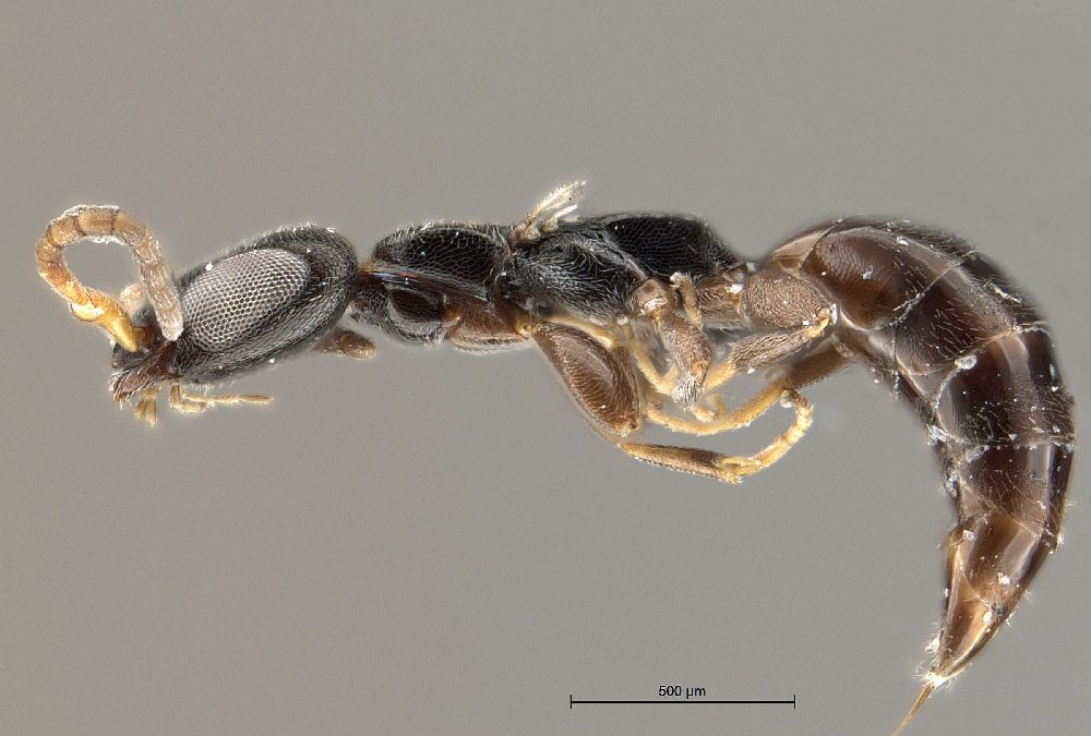 New species of wasp (Hymenoptera, Bethylidae) described from the Seychelles