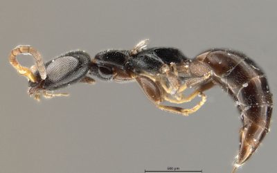 New species of wasp (Hymenoptera, Bethylidae) described from the Seychelles