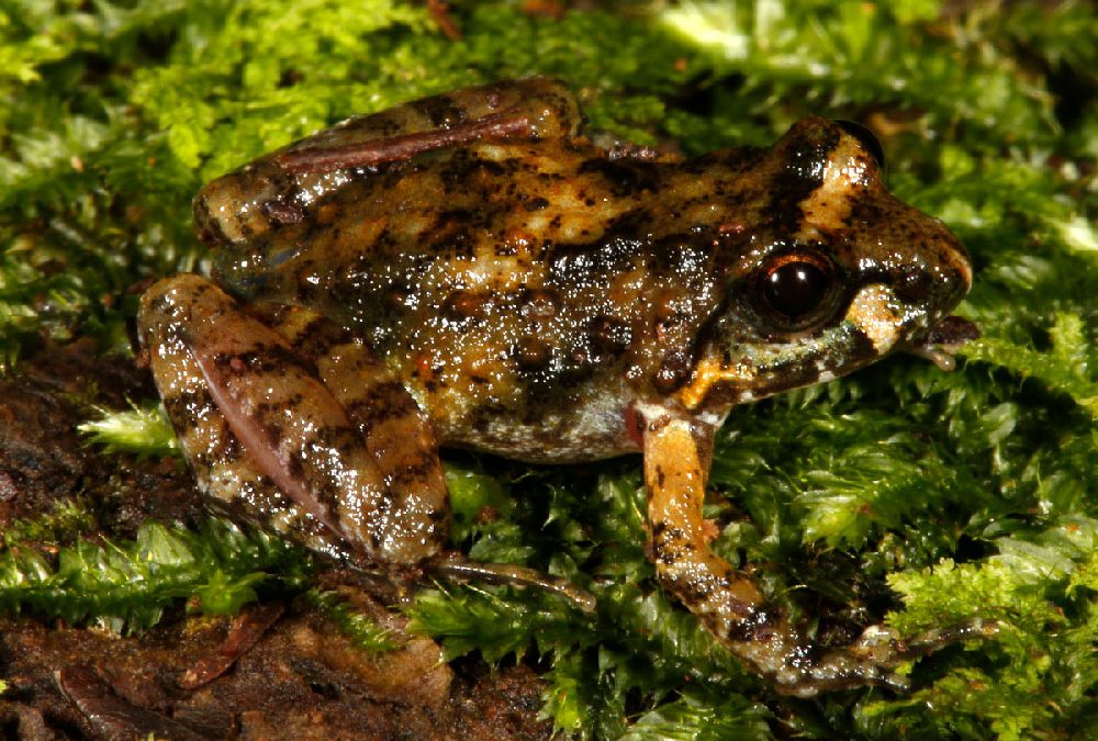 New species of Mongrel Frogs described from northern Mozambique