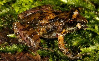 New species of Mongrel Frogs described from northern Mozambique