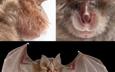 Three new species of southern African horseshoe bats