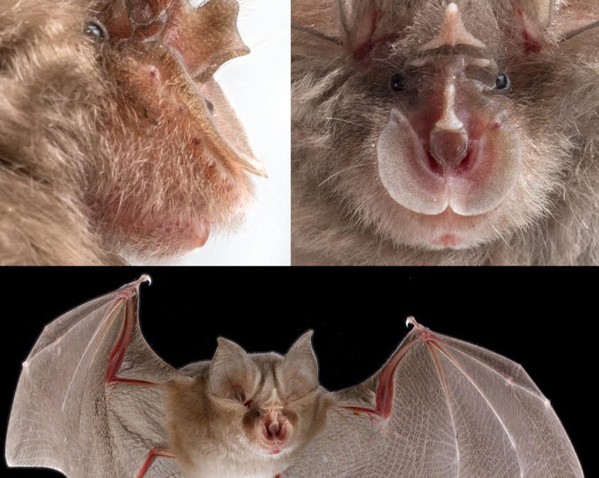 Three new species of southern African horseshoe bats