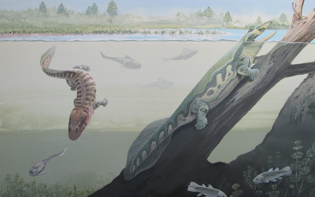 New Discovery: First African fossils of Devonian tetrapods