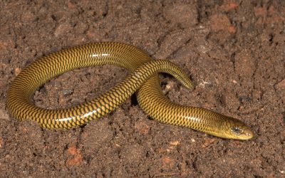 Two new legless lizard species found