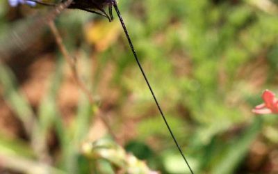 A new species of tangle-veined fly described.