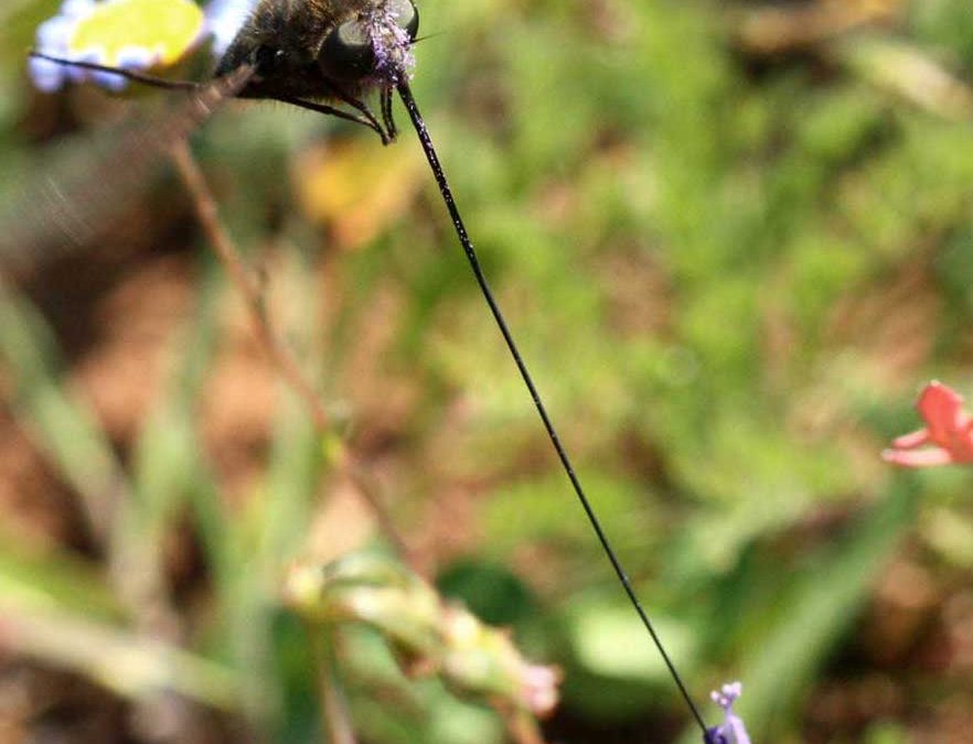 A new species of tangle-veined fly described.