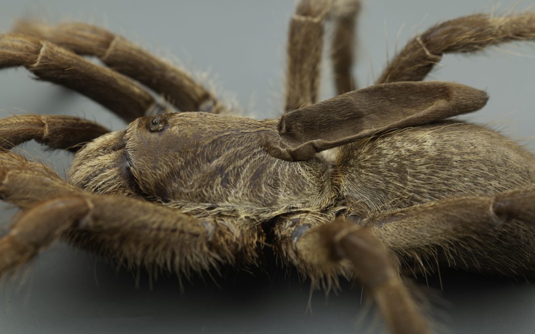 New species of Tarantula