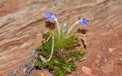 Interesting specimen — Acanthopsis tuba