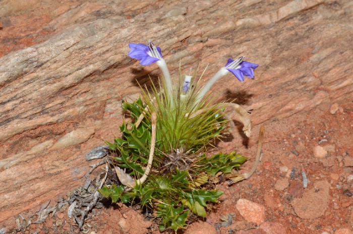 Interesting specimen — Acanthopsis tuba