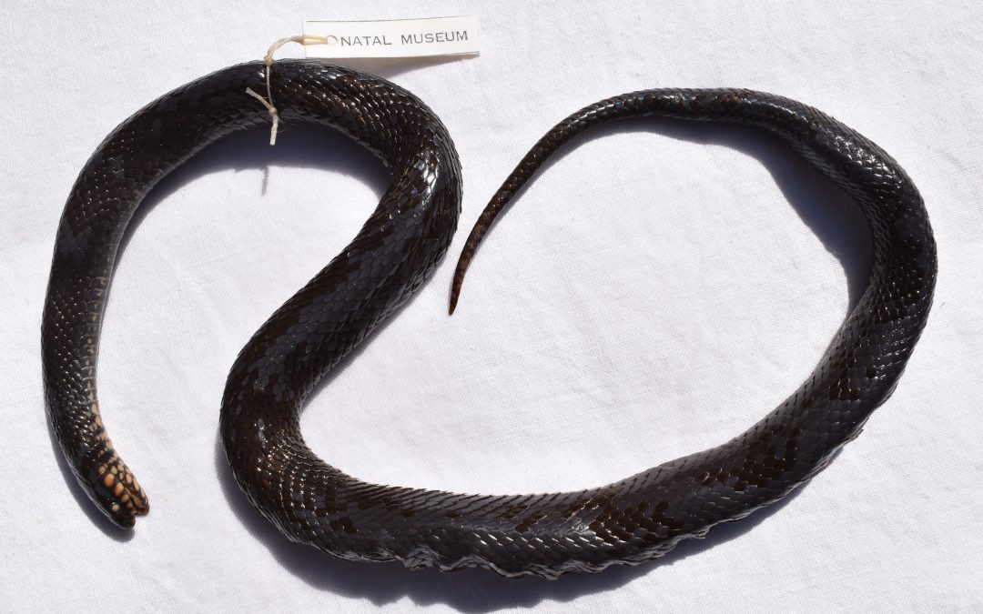 Once lost but now found: a rare snake and endemic to South Africa | Montaspis gilvomuculata