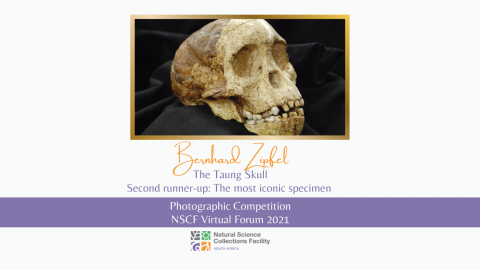 The story of the discovery of the Taung Skull | NSCF